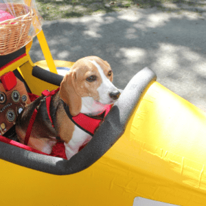 RI - Warwick - Cause for Paws Classic Car Show @ Friends of the Warwick Animal Shelter | Warwick | Rhode Island | United States