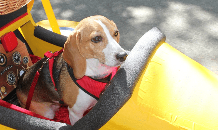 Ri Warwick Cause For Paws Classic Car Show Newenglandautoshows Com